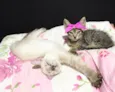 Gatinhas
