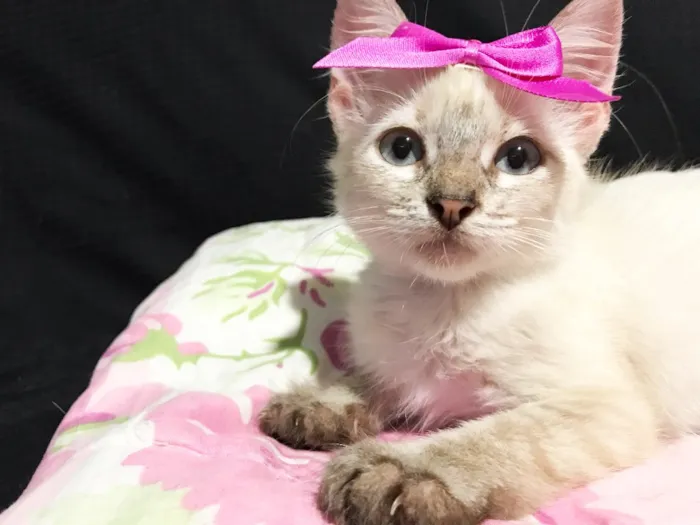 Gato ra a SRD idade 2 a 6 meses nome Gatinhas