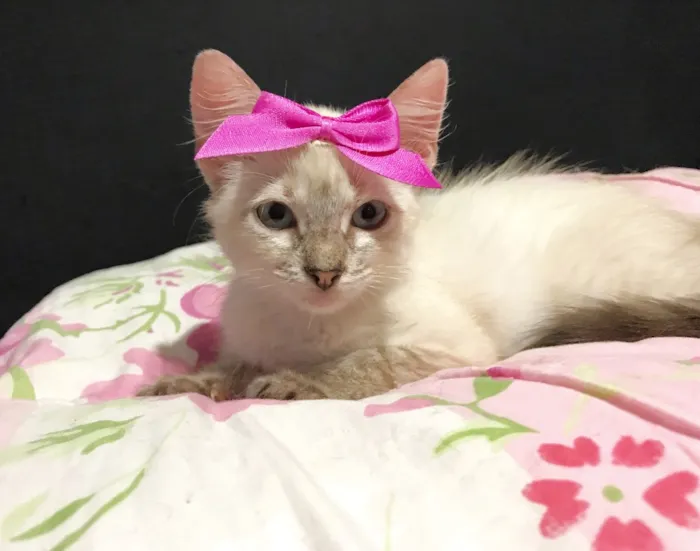 Gato ra a SRD idade 2 a 6 meses nome Gatinhas