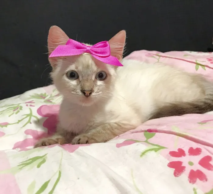 Gato ra a SRD idade 2 a 6 meses nome Gatinhas