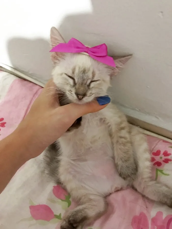 Gato ra a SRD idade 2 a 6 meses nome Gatinhas