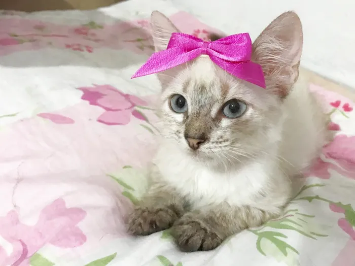 Gato ra a SRD idade 2 a 6 meses nome Gatinhas