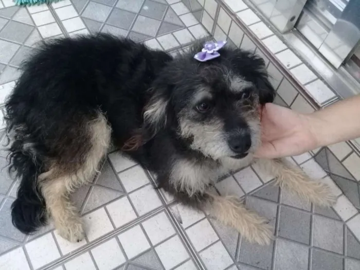 Cachorro ra a  idade 2 anos nome Lully 