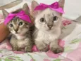 Gatinhas