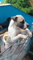 Barão/ zeus