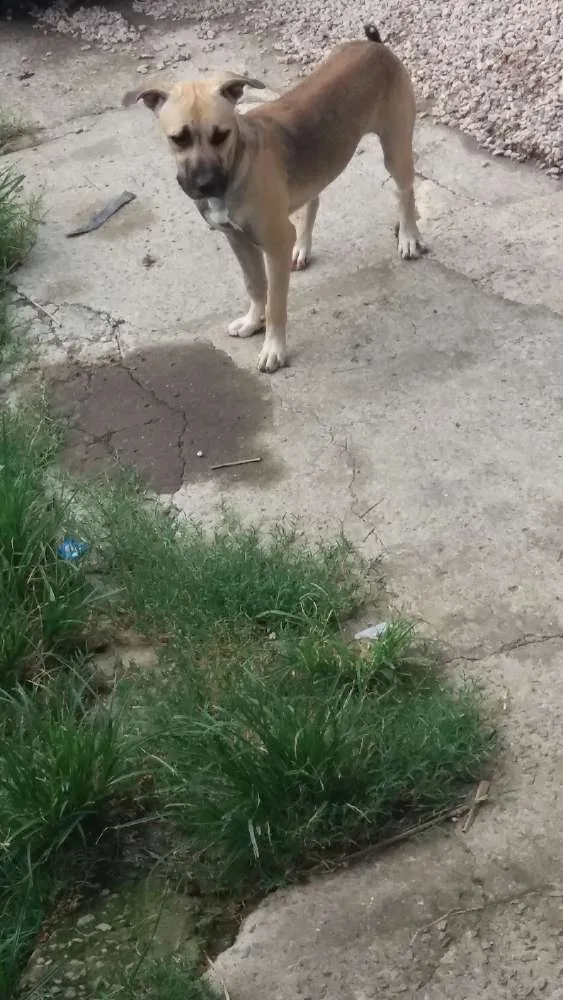 Cachorro raça Rnd idade 7 a 11 meses nome Zeus