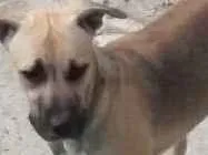 Cachorro raça Rnd idade 7 a 11 meses nome Zeus