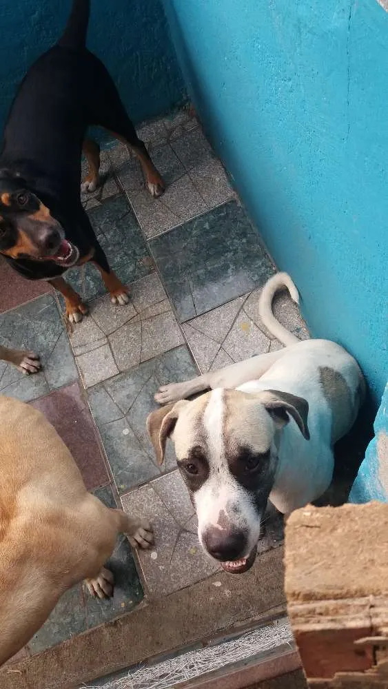 Cachorro raça Rnd idade 7 a 11 meses nome Zeus