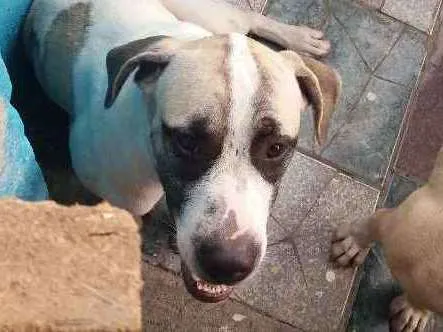 Cachorro raça Rnd idade 7 a 11 meses nome Zeus