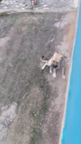 Zeus