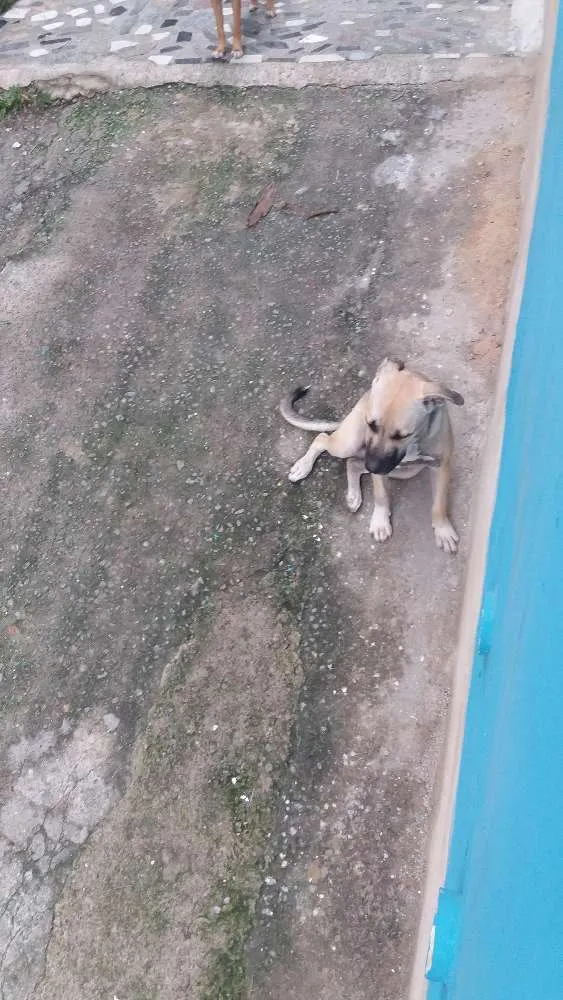 Cachorro raça Rnd idade 7 a 11 meses nome Zeus