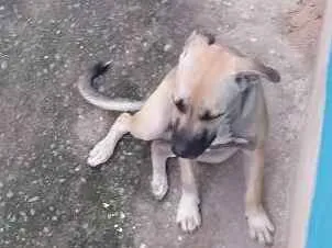 Cachorro raça Rnd idade 7 a 11 meses nome Zeus