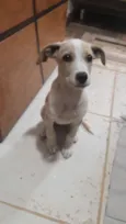 Hana