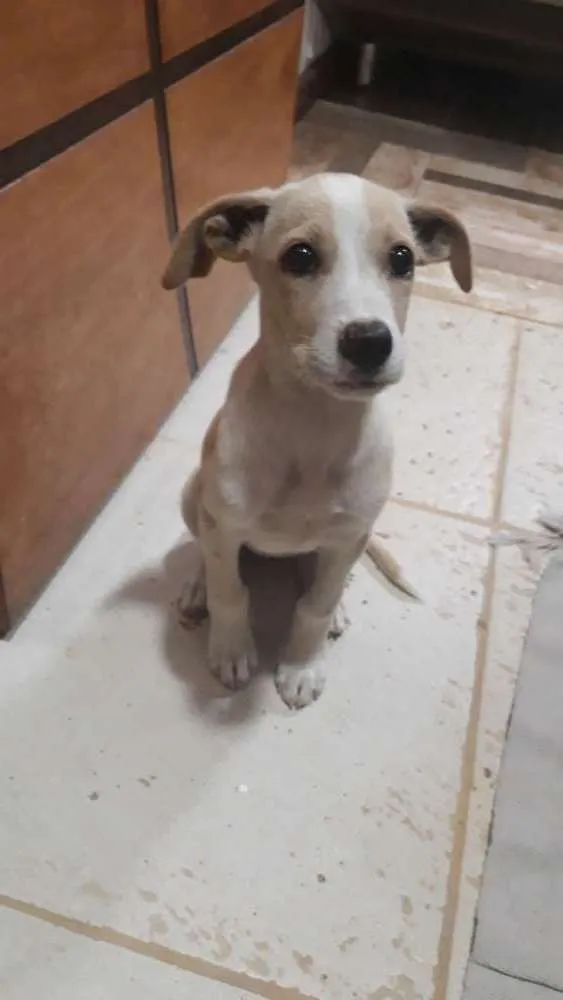 Cachorro ra a RND idade 2 a 6 meses nome Hana