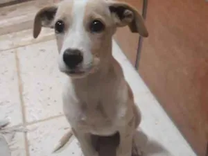 Cachorro raça RND idade 2 a 6 meses nome Hana