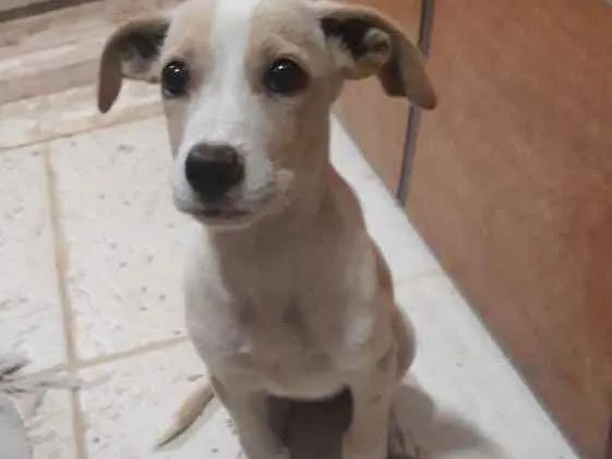 Cachorro ra a RND idade 2 a 6 meses nome Hana