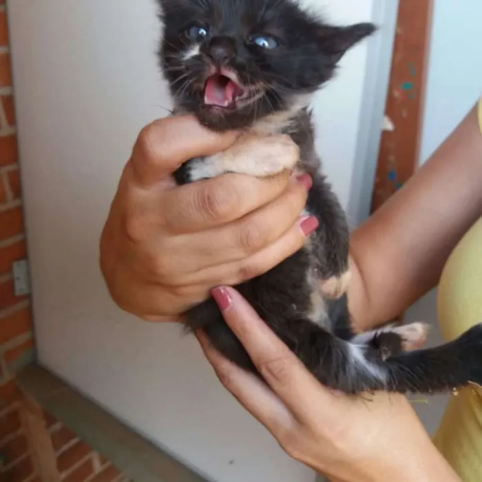 Gato ra a Sem raça definida  idade 2 a 6 meses nome Simba e Nega 