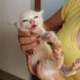 Simba e Nega 