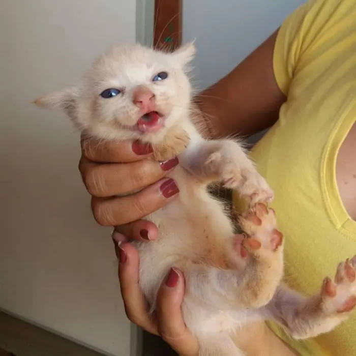 Gato ra a Sem raça definida  idade 2 a 6 meses nome Simba e Nega 