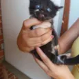 Simba e Nega 
