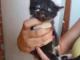 Simba e Nega 