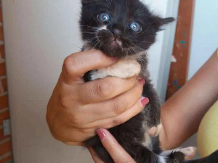 Gato ra a Sem raça definida  idade 2 a 6 meses nome Simba e Nega 