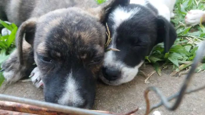 Cachorro ra a Vira - latas idade 2 a 6 meses nome Não tem nome ainda
