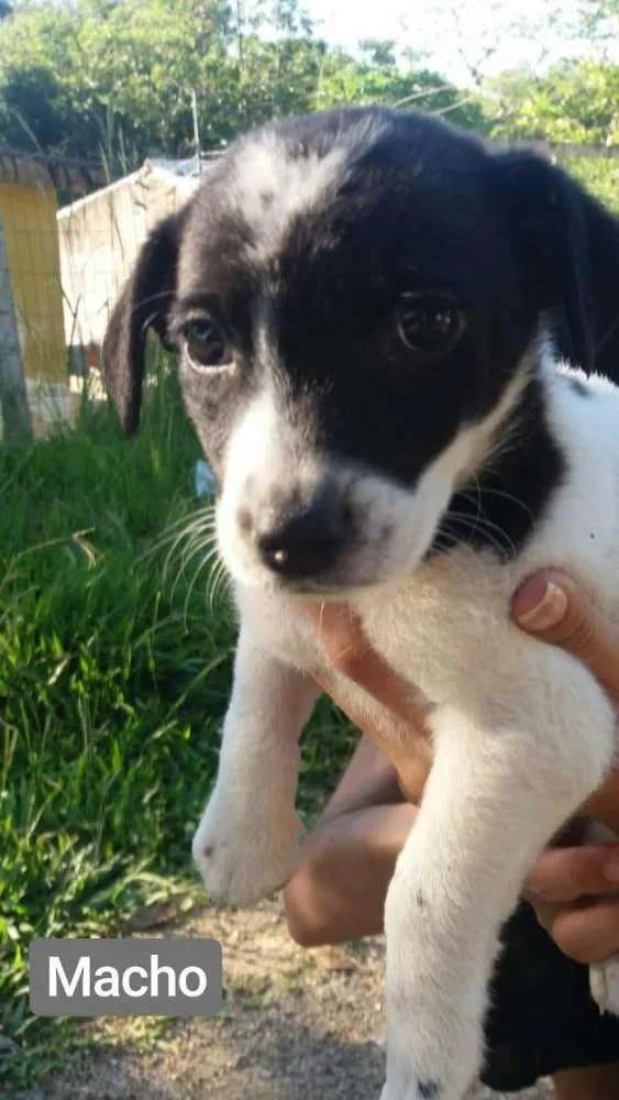Cachorro ra a Vira - latas idade 2 a 6 meses nome Não tem nome ainda