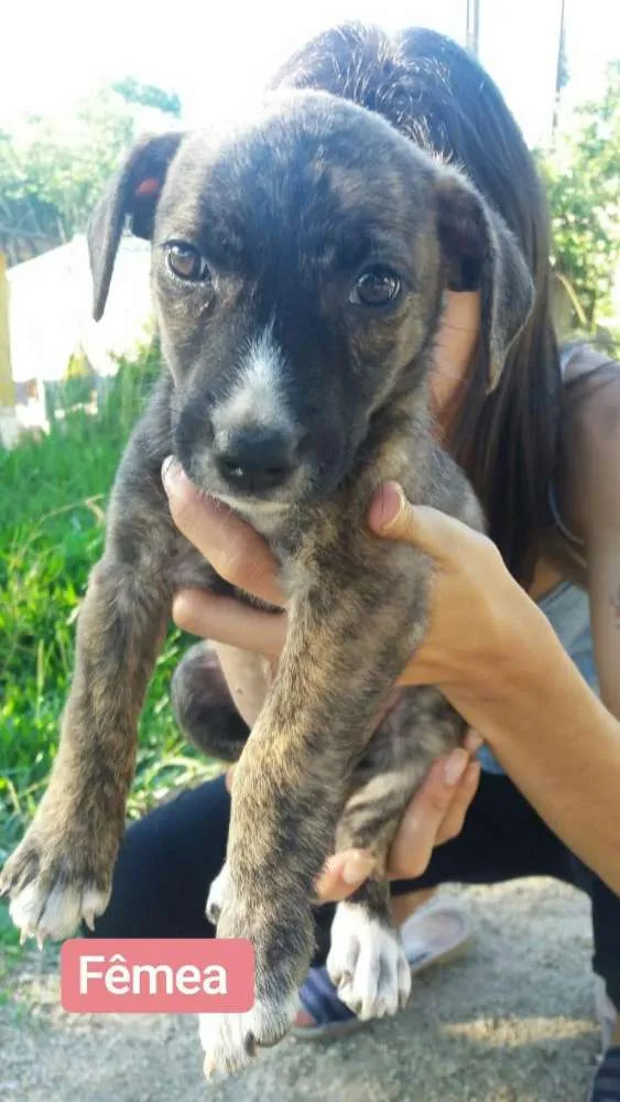 Cachorro ra a Vira - latas idade 2 a 6 meses nome Não tem nome ainda
