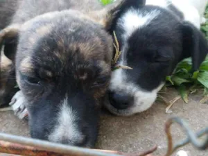 Cachorro raça Vira - latas idade 2 a 6 meses nome Não tem nome ainda