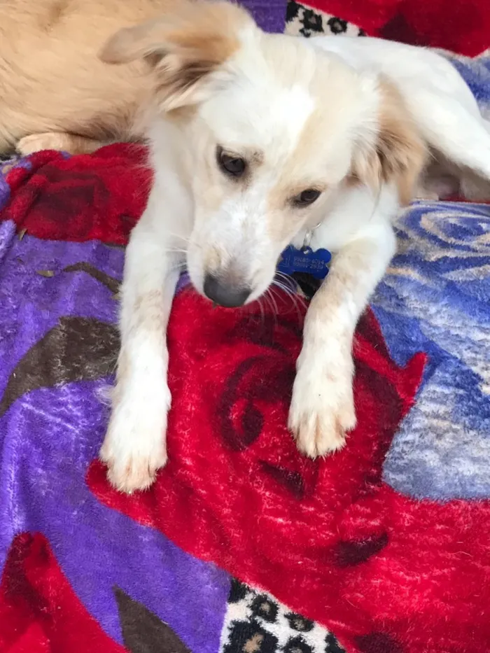 Cachorro ra a SRD idade  nome Zezinho