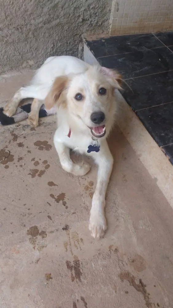 Cachorro ra a SRD idade  nome Zezinho