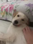 Zezinho