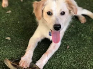 Cachorro raça SRD idade  nome Zezinho