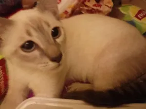 Gato raça Gato idade 2 a 6 meses nome Gato