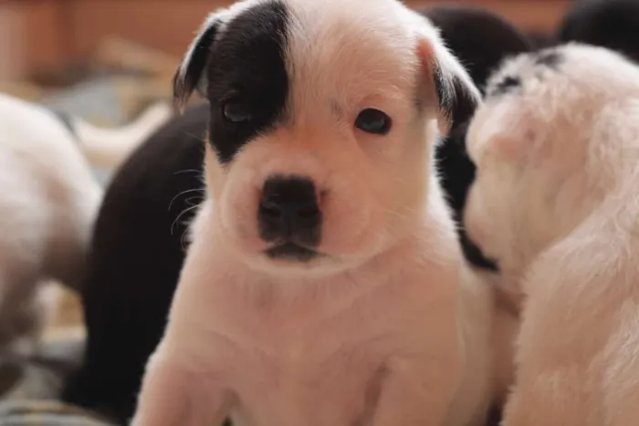 Cachorro ra a SRD idade Abaixo de 2 meses nome filhotess