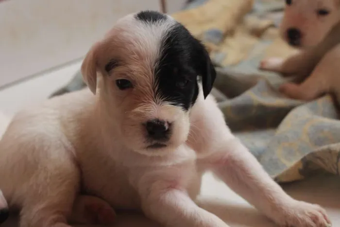 Cachorro ra a SRD idade Abaixo de 2 meses nome filhotess