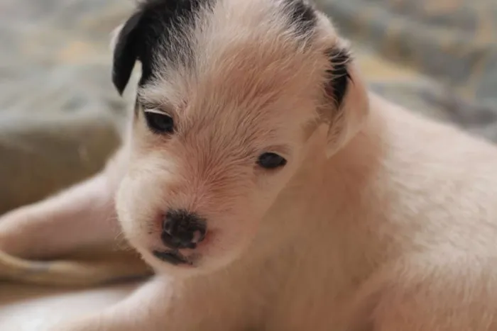 Cachorro ra a SRD idade Abaixo de 2 meses nome filhotess