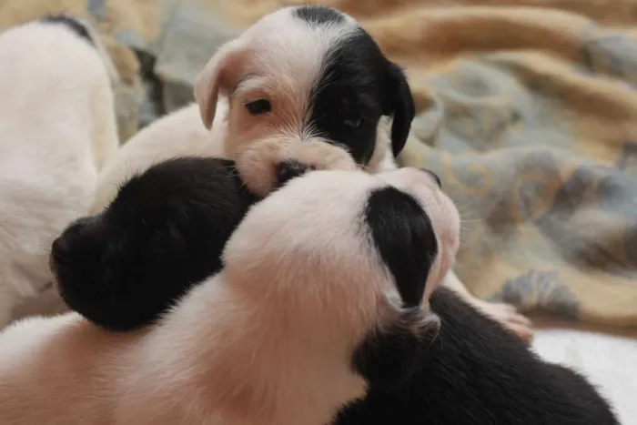 Cachorro ra a SRD idade Abaixo de 2 meses nome filhotess