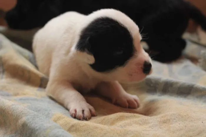 Cachorro ra a SRD idade Abaixo de 2 meses nome filhotess