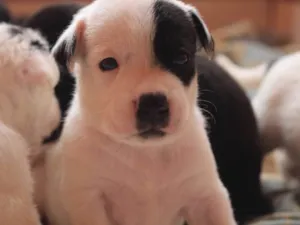 Cachorro raça SRD idade Abaixo de 2 meses nome filhotess