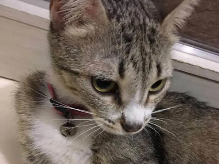 Gato ra a Sem raça definida idade 7 a 11 meses nome Xereta