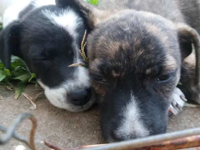 Cachorro ra a Vira - latas idade 2 a 6 meses nome Não tem nome ainda
