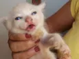 Simba e Nega 