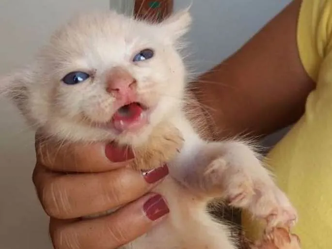 Gato ra a Sem raça definida  idade 2 a 6 meses nome Simba e Nega 