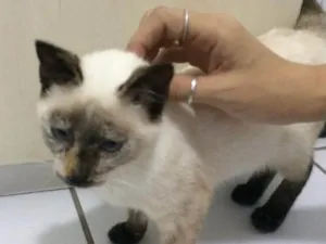 Gato raça  idade 2 a 6 meses nome Pipoca