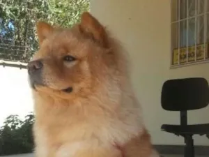 Cachorro raça Chow Chow idade 3 anos nome Lion