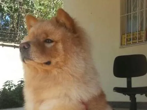 Cachorro ra a Chow Chow idade 3 anos nome Lion