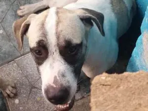 Cachorro raça Rnd idade 7 a 11 meses nome Zeus