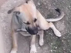 Cachorro raça Rnd idade 7 a 11 meses nome Zeus